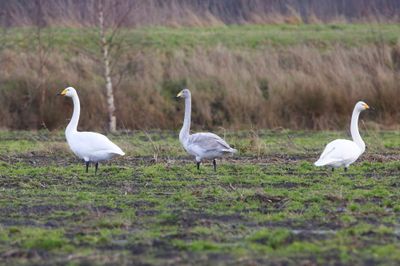 Wilde Zwanen - Whooper Swans
