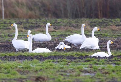 Wilde Zwanen - Whooper Swans