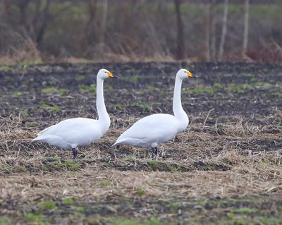 Wilde Zwanen - Whooper Swans
