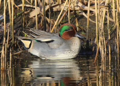 Wintertaling - Common Teal