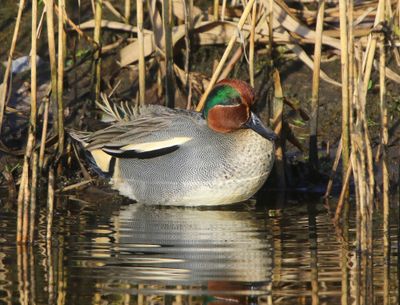 Wintertaling - Common Teal