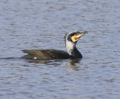 Aalscholver - Great Cormorant