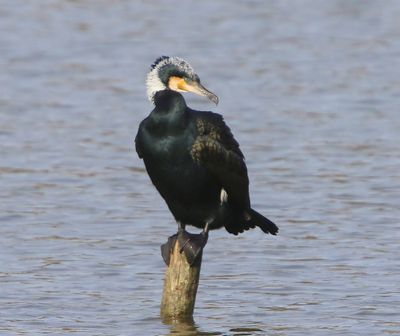 Aalscholver - Great Cormorant