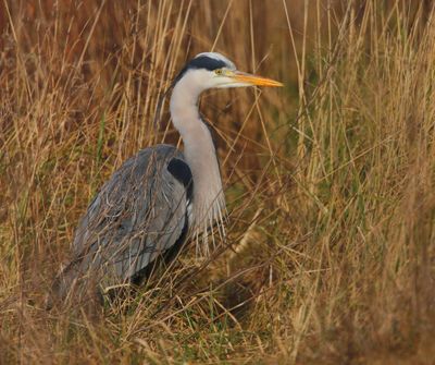 Blauwe Reiger - Grey Heron