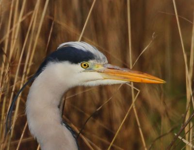 Blauwe Reiger - Grey Heron
