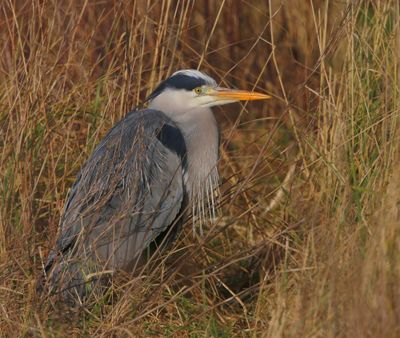 Blauwe Reiger - Grey Heron