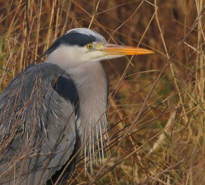 Blauwe Reiger - Grey Heron