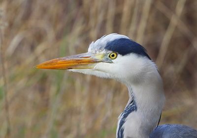 Blauwe Reiger - Grey Heron