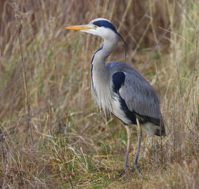 Blauwe Reiger - Grey Heron