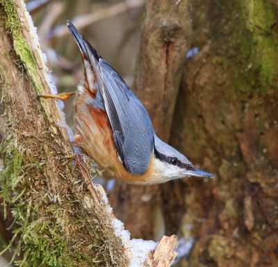 Boomklever - Eurasian Nuthatch
