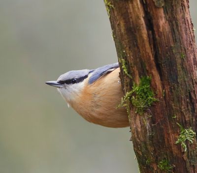 Boomklever - Eurasian Nuthatch