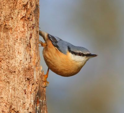 Boomklever - Eurasian Nuthatch