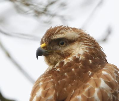 Buizerd - Common Buzzard