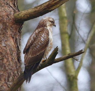 Buizerd - Common Buzzard