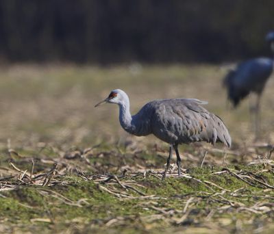 Canadese Kraanvogel - Sandhill Crane