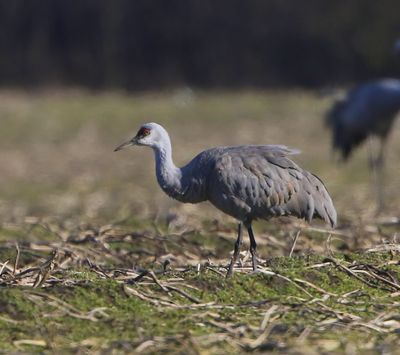 Canadese Kraanvogel - Sandhill Crane