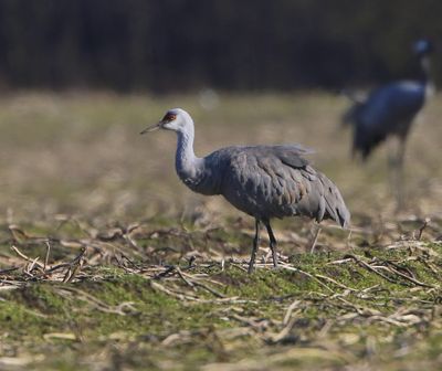 Canadese Kraanvogel - Sandhill Crane