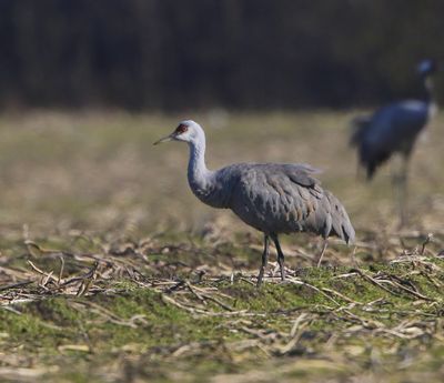Canadese Kraanvogel - Sandhill Crane