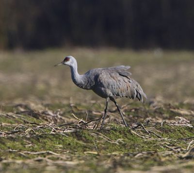 Canadese Kraanvogel - Sandhill Crane