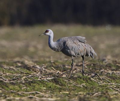 Canadese Kraanvogel - Sandhill Crane