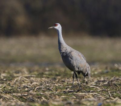 Canadese Kraanvogel - Sandhill Crane