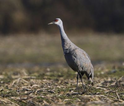 Canadese Kraanvogel - Sandhill Crane