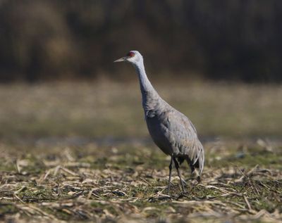Canadese Kraanvogel - Sandhill Crane