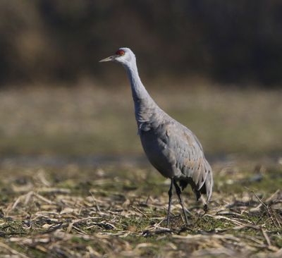 Canadese Kraanvogel - Sandhill Crane