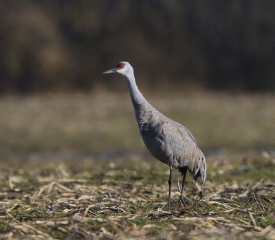 Canadese Kraanvogel - Sandhill Crane