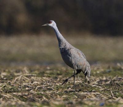 Canadese Kraanvogel - Sandhill Crane