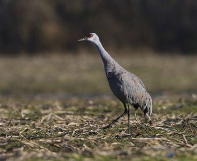Canadese Kraanvogel - Sandhill Crane