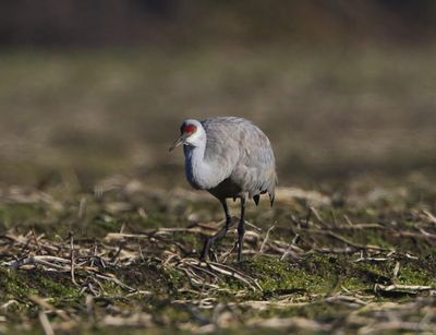 Canadese Kraanvogel - Sandhill Crane