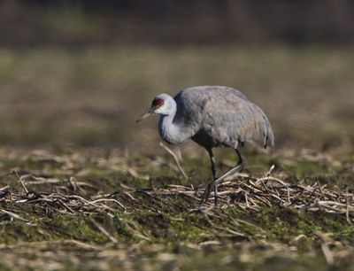 Canadese Kraanvogel - Sandhill Crane
