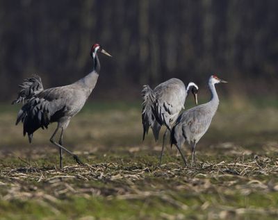 Canadese Kraanvogel - Sandhill Crane