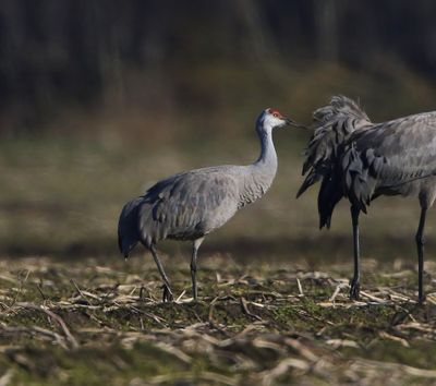 Canadese Kraanvogel - Sandhill Crane