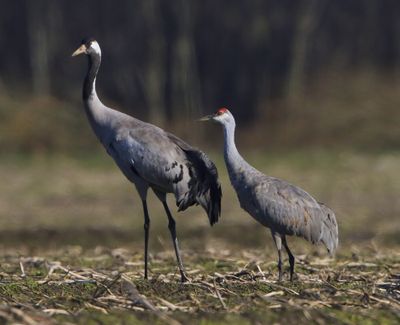 Canadese Kraanvogel - Sandhill Crane