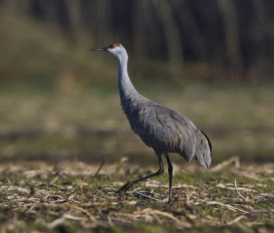 Canadese Kraanvogel - Sandhill Crane