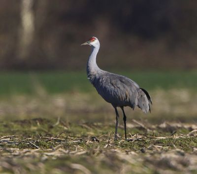 Canadese Kraanvogel - Sandhill Crane