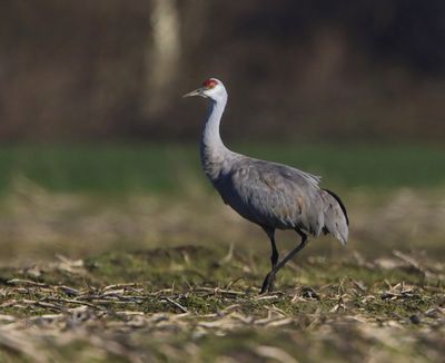 Canadese Kraanvogel - Sandhill Crane
