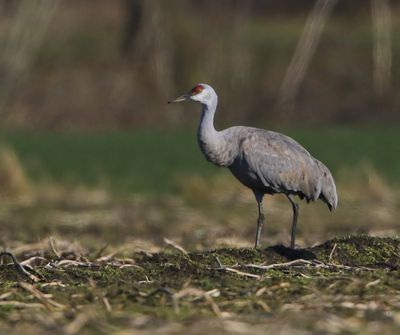 Canadese Kraanvogel - Sandhill Crane