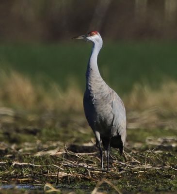 Canadese Kraanvogel - Sandhill Crane