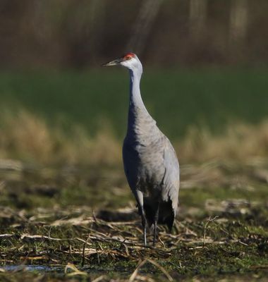 Canadese Kraanvogel - Sandhill Crane