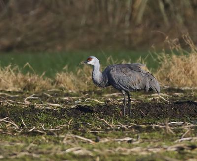 Canadese Kraanvogel - Sandhill Crane