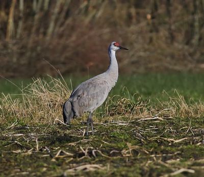 Canadese Kraanvogel - Sandhill Crane