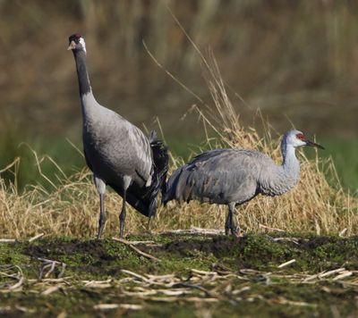 Canadese Kraanvogel - Sandhill Crane