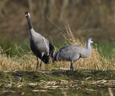 Canadese Kraanvogel - Sandhill Crane