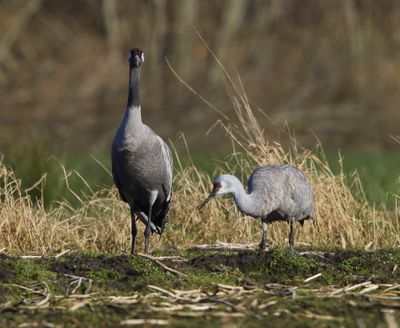 Canadese Kraanvogel - Sandhill Crane