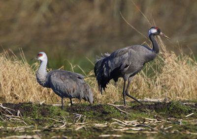 Canadese Kraanvogel - Sandhill Crane