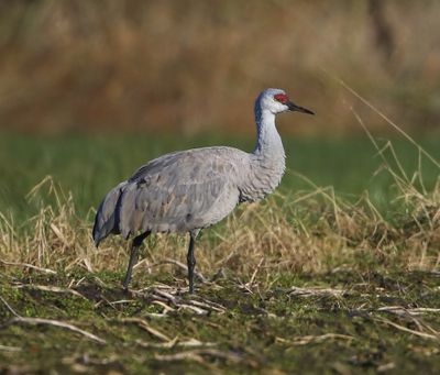 Canadese Kraanvogel - Sandhill Crane