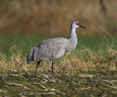 Canadese Kraanvogel - Sandhill Crane